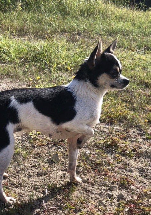 Nerys du domaine de la ressiere