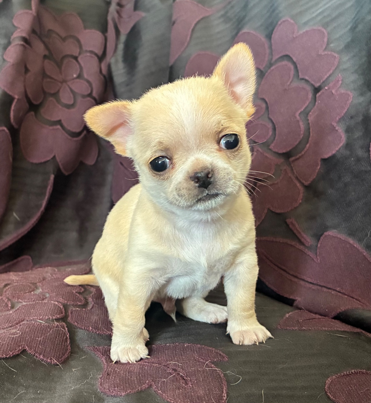 De L’Empreinte De Maitouck - Chiots disponibles - Chihuahua