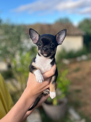 Arko